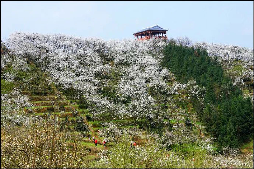 【春天，广西桂林灌阳县向您发出邀请！】我们在灌阳看梨花 - 游山玩水 - 赣州生活社区 - 赣州28生活网 ganzhou.28life.net