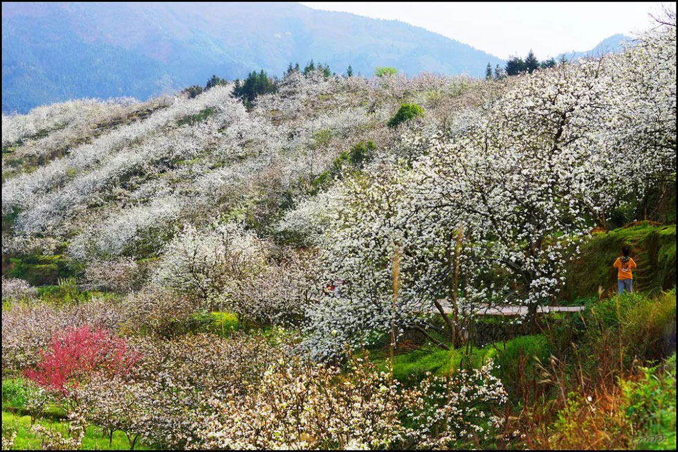 【春天，广西桂林灌阳县向您发出邀请！】我们在灌阳看梨花 - 游山玩水 - 赣州生活社区 - 赣州28生活网 ganzhou.28life.net