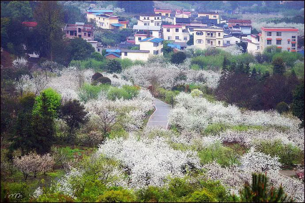 【春天，广西桂林灌阳县向您发出邀请！】我们在灌阳看梨花 - 游山玩水 - 赣州生活社区 - 赣州28生活网 ganzhou.28life.net
