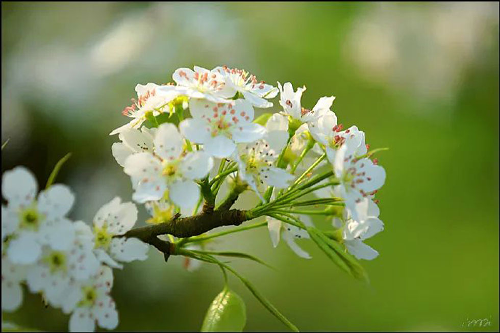 【春天，广西桂林灌阳县向您发出邀请！】我们在灌阳看梨花 - 游山玩水 - 赣州生活社区 - 赣州28生活网 ganzhou.28life.net