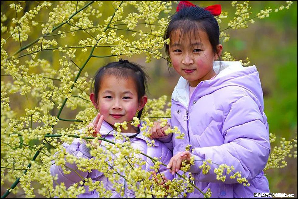 【春天，广西桂林灌阳县向您发出邀请！】米珠山前有片山苍子花在飘香 - 游山玩水 - 赣州生活社区 - 赣州28生活网 ganzhou.28life.net