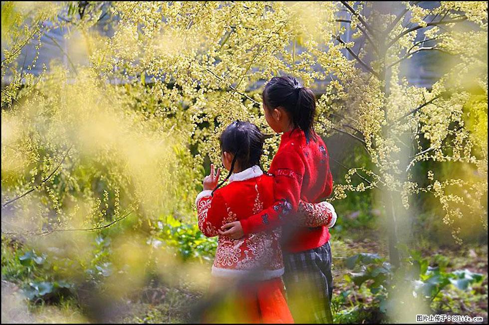 【春天，广西桂林灌阳县向您发出邀请！】米珠山前有片山苍子花在飘香 - 游山玩水 - 赣州生活社区 - 赣州28生活网 ganzhou.28life.net