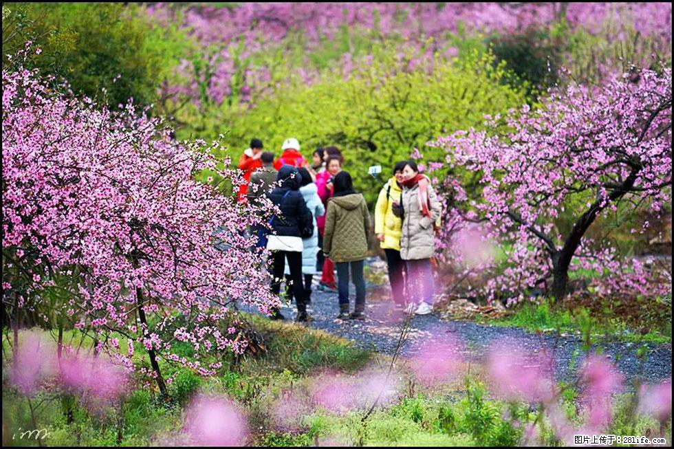 【春天，广西桂林灌阳县向您发出邀请！】官庄村有个醉美的桃花园 - 游山玩水 - 赣州生活社区 - 赣州28生活网 ganzhou.28life.net