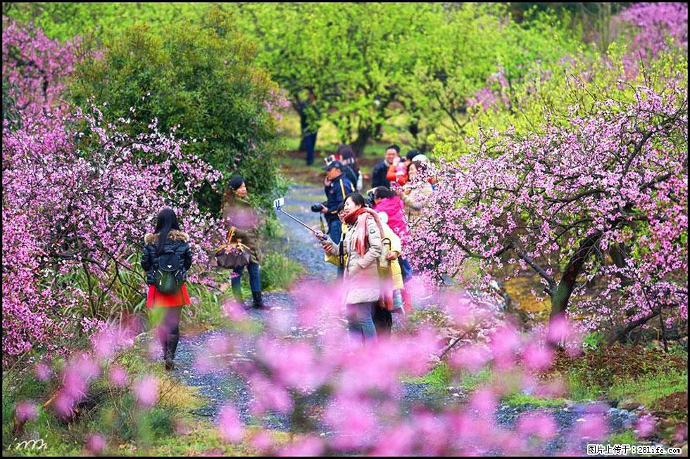 【春天，广西桂林灌阳县向您发出邀请！】官庄村有个醉美的桃花园 - 游山玩水 - 赣州生活社区 - 赣州28生活网 ganzhou.28life.net