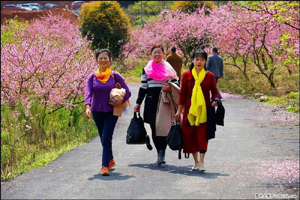 【春天，广西桂林灌阳县向您发出邀请！】官庄村有个醉美的桃花园 - 游山玩水 - 赣州生活社区 - 赣州28生活网 ganzhou.28life.net
