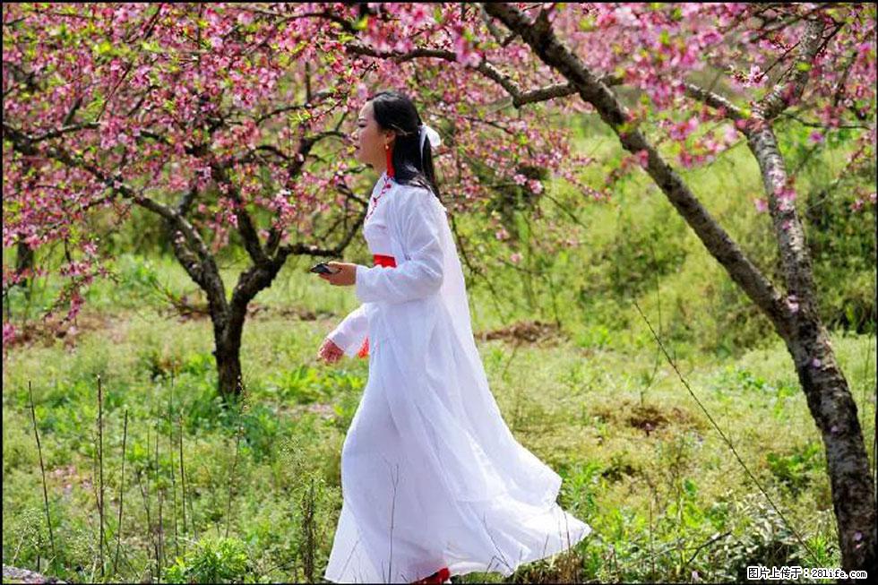 【春天，广西桂林灌阳县向您发出邀请！】官庄村有个醉美的桃花园 - 游山玩水 - 赣州生活社区 - 赣州28生活网 ganzhou.28life.net