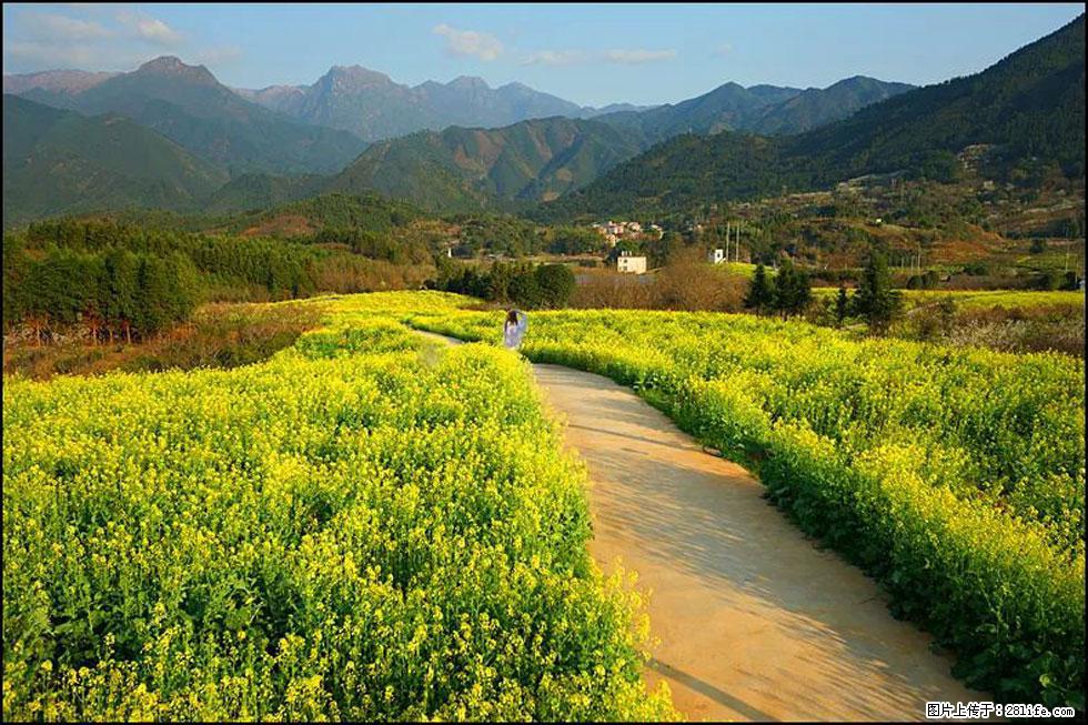 【春天，广西桂林灌阳县向您发出邀请！】长坪村油菜盛情花开 - 游山玩水 - 赣州生活社区 - 赣州28生活网 ganzhou.28life.net