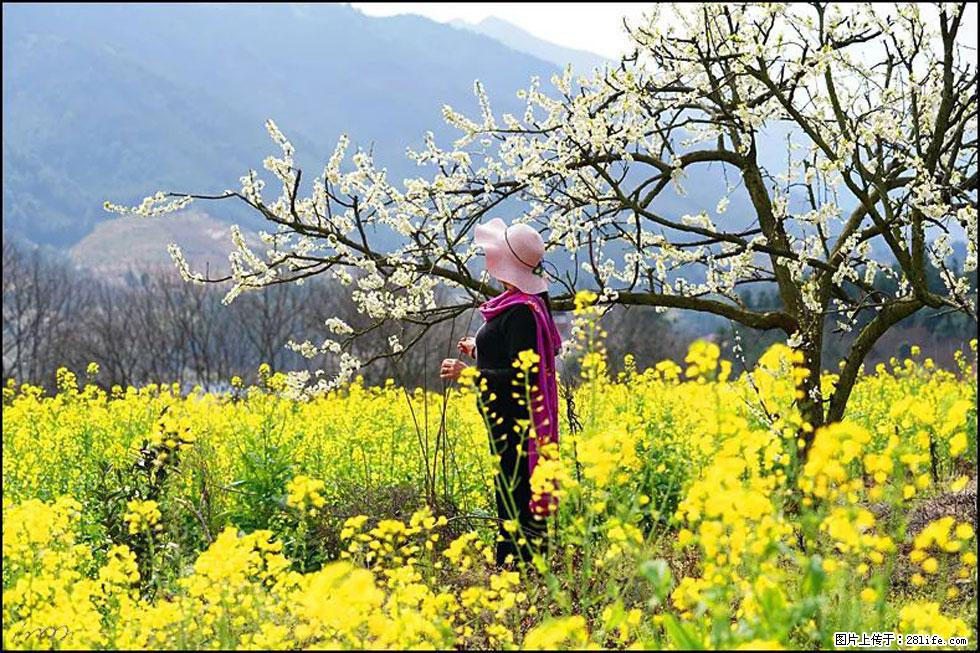 【春天，广西桂林灌阳县向您发出邀请！】长坪村油菜盛情花开 - 游山玩水 - 赣州生活社区 - 赣州28生活网 ganzhou.28life.net