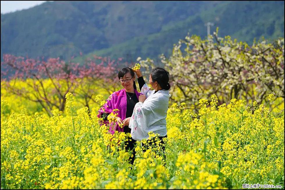 【春天，广西桂林灌阳县向您发出邀请！】长坪村油菜盛情花开 - 游山玩水 - 赣州生活社区 - 赣州28生活网 ganzhou.28life.net