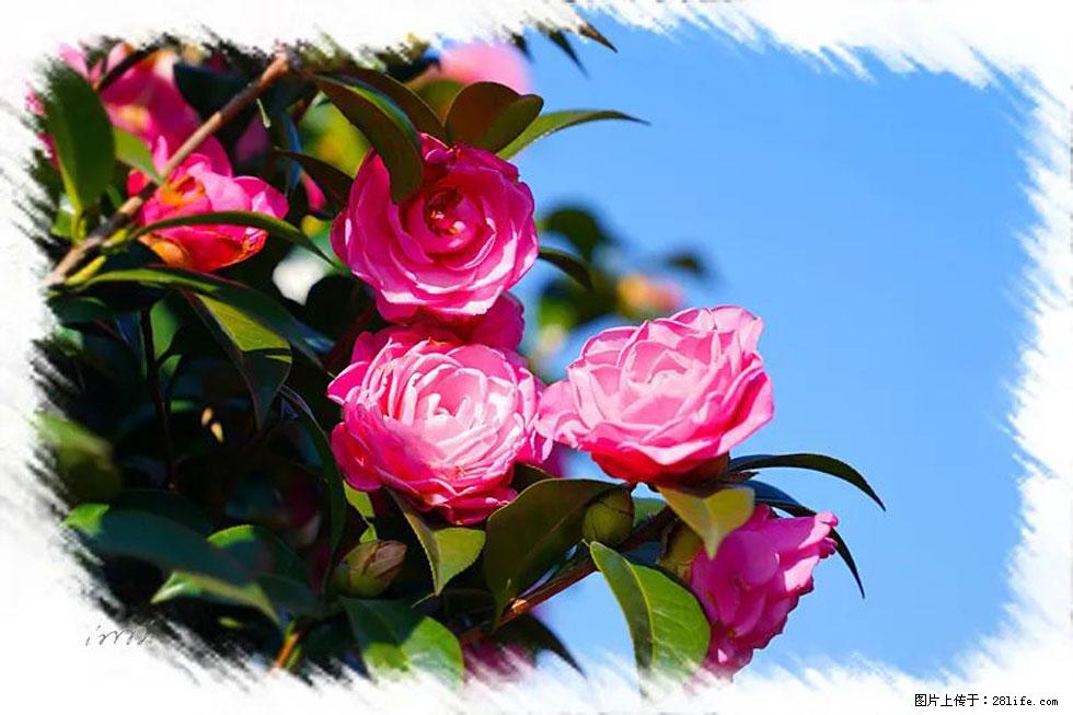 【春天，广西桂林灌阳县向您发出邀请！】杨柳井茶花惹人爱 - 游山玩水 - 赣州生活社区 - 赣州28生活网 ganzhou.28life.net