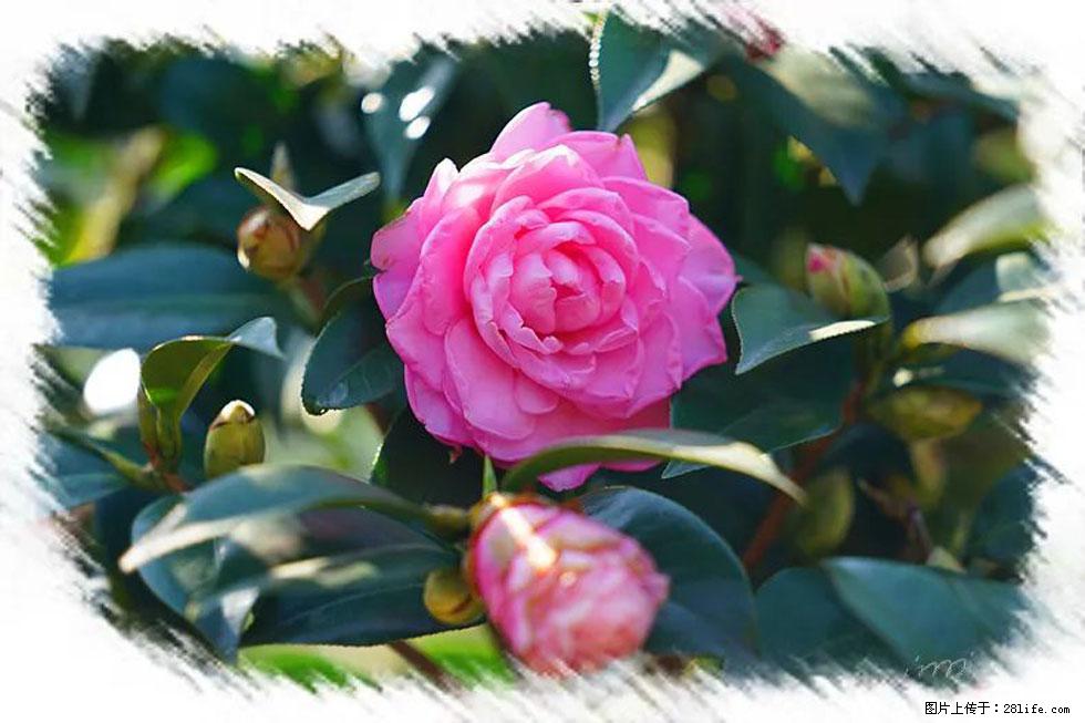 【春天，广西桂林灌阳县向您发出邀请！】杨柳井茶花惹人爱 - 游山玩水 - 赣州生活社区 - 赣州28生活网 ganzhou.28life.net