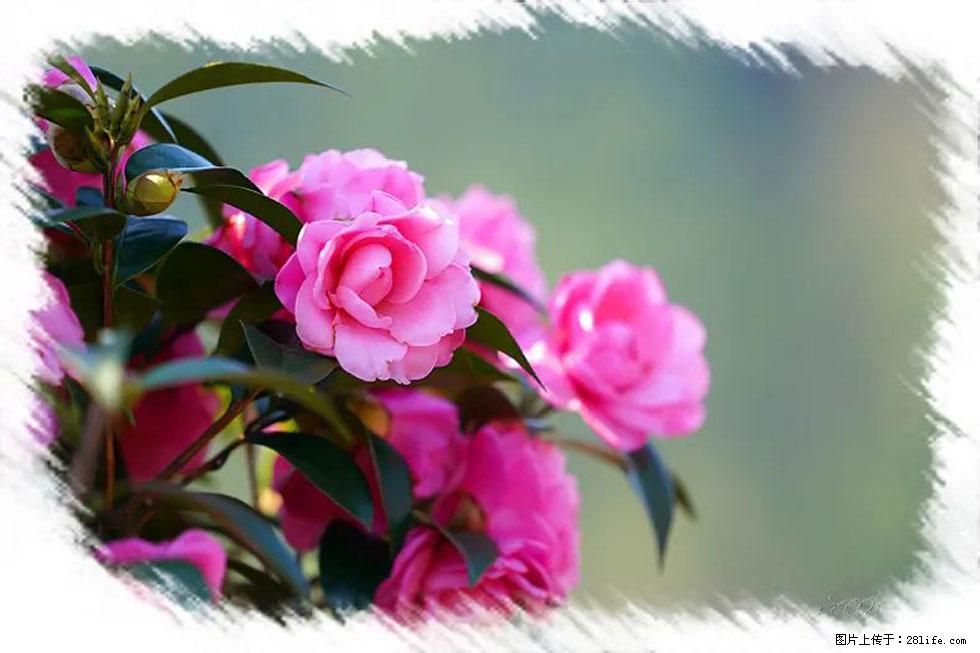 【春天，广西桂林灌阳县向您发出邀请！】杨柳井茶花惹人爱 - 游山玩水 - 赣州生活社区 - 赣州28生活网 ganzhou.28life.net