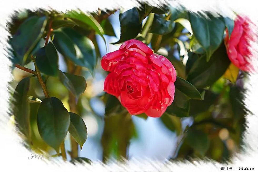 【春天，广西桂林灌阳县向您发出邀请！】杨柳井茶花惹人爱 - 游山玩水 - 赣州生活社区 - 赣州28生活网 ganzhou.28life.net