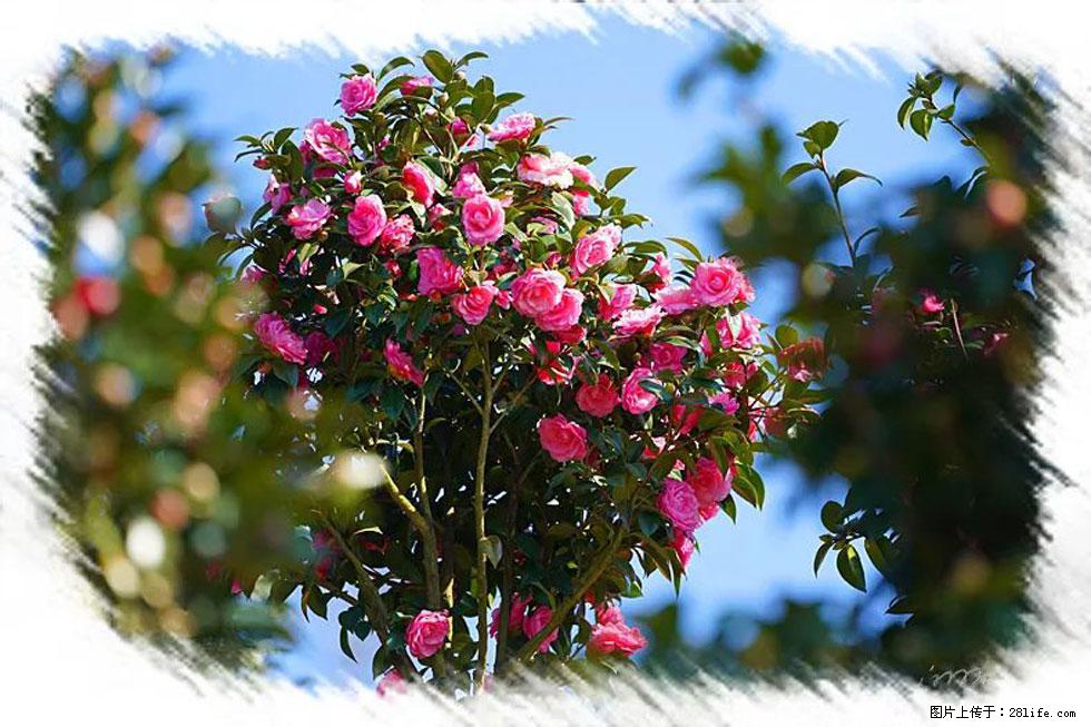 【春天，广西桂林灌阳县向您发出邀请！】杨柳井茶花惹人爱 - 游山玩水 - 赣州生活社区 - 赣州28生活网 ganzhou.28life.net