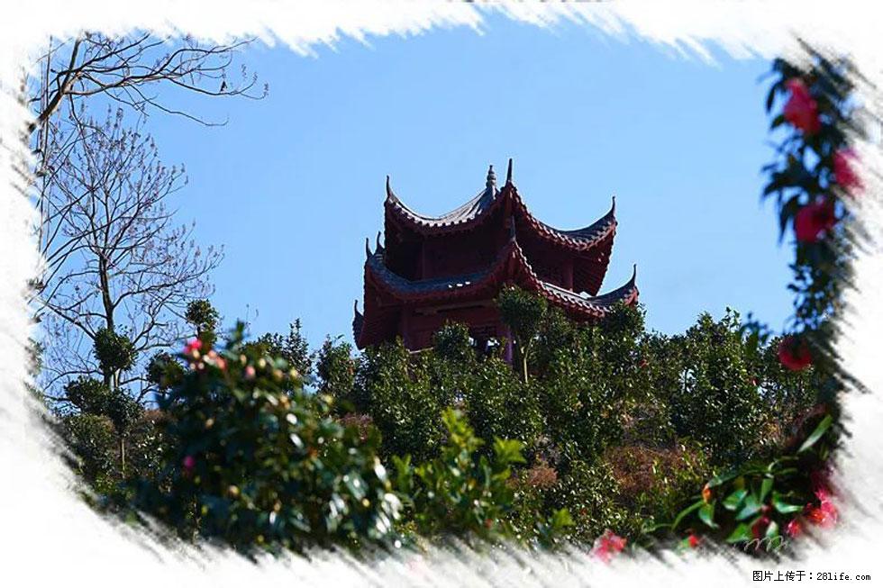 【春天，广西桂林灌阳县向您发出邀请！】杨柳井茶花惹人爱 - 游山玩水 - 赣州生活社区 - 赣州28生活网 ganzhou.28life.net