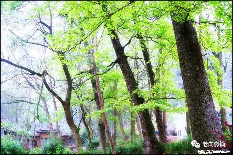 【春天，广西桂林灌阳县向您发出邀请！】在小龙村与春天约会 - 游山玩水 - 赣州生活社区 - 赣州28生活网 ganzhou.28life.net