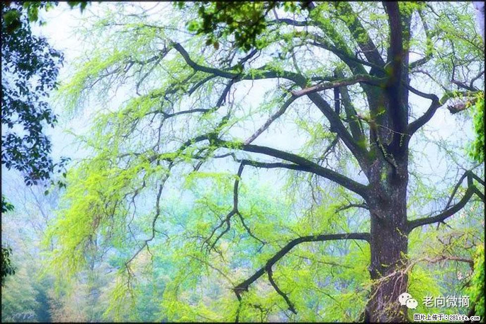 【春天，广西桂林灌阳县向您发出邀请！】在小龙村与春天约会 - 游山玩水 - 赣州生活社区 - 赣州28生活网 ganzhou.28life.net
