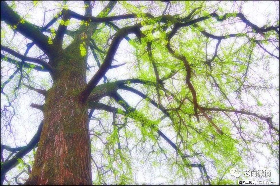 【春天，广西桂林灌阳县向您发出邀请！】在小龙村与春天约会 - 游山玩水 - 赣州生活社区 - 赣州28生活网 ganzhou.28life.net