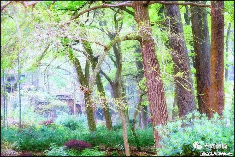 【春天，广西桂林灌阳县向您发出邀请！】在小龙村与春天约会 - 游山玩水 - 赣州生活社区 - 赣州28生活网 ganzhou.28life.net