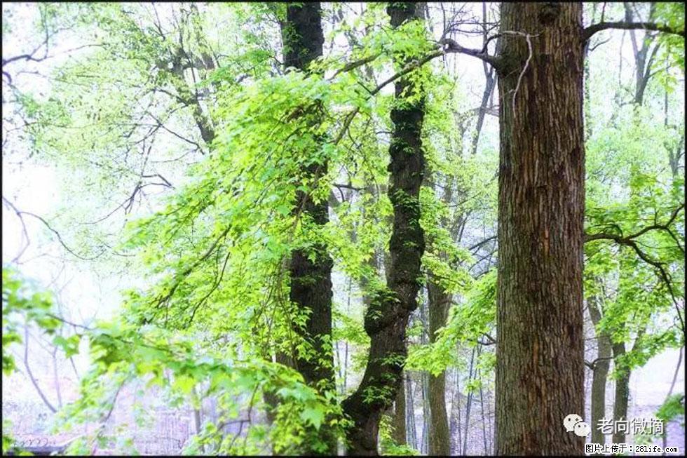【春天，广西桂林灌阳县向您发出邀请！】在小龙村与春天约会 - 游山玩水 - 赣州生活社区 - 赣州28生活网 ganzhou.28life.net