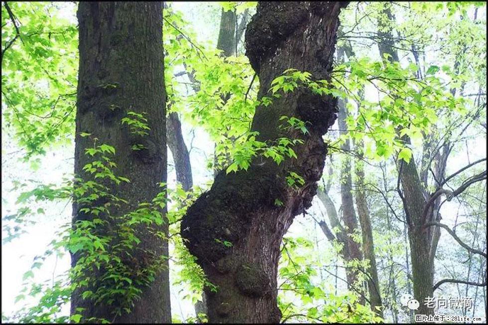 【春天，广西桂林灌阳县向您发出邀请！】在小龙村与春天约会 - 游山玩水 - 赣州生活社区 - 赣州28生活网 ganzhou.28life.net