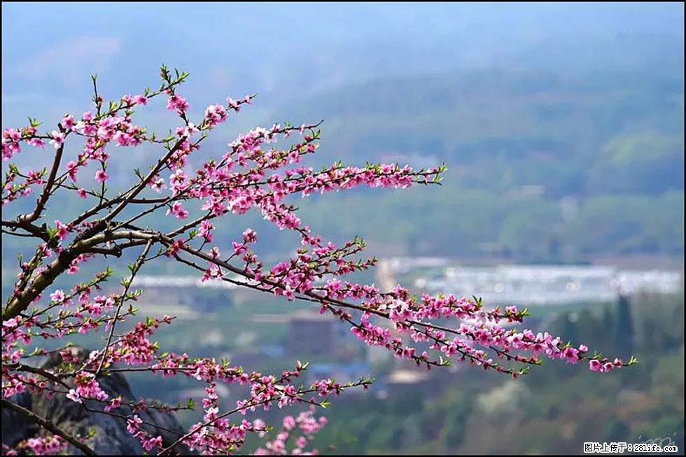 【春天，广西桂林灌阳县向您发出邀请！】望月岭上桃花开 - 游山玩水 - 赣州生活社区 - 赣州28生活网 ganzhou.28life.net