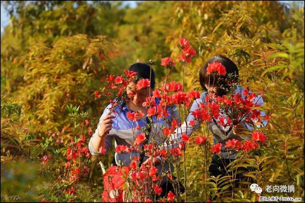 【春天，广西桂林灌阳县向您发出邀请！】登麒麟山，相约映山红 - 游山玩水 - 赣州生活社区 - 赣州28生活网 ganzhou.28life.net