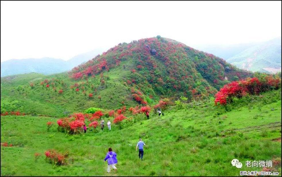 【春天，广西桂林灌阳县向您发出邀请！】宝盖山上映山红 - 游山玩水 - 赣州生活社区 - 赣州28生活网 ganzhou.28life.net
