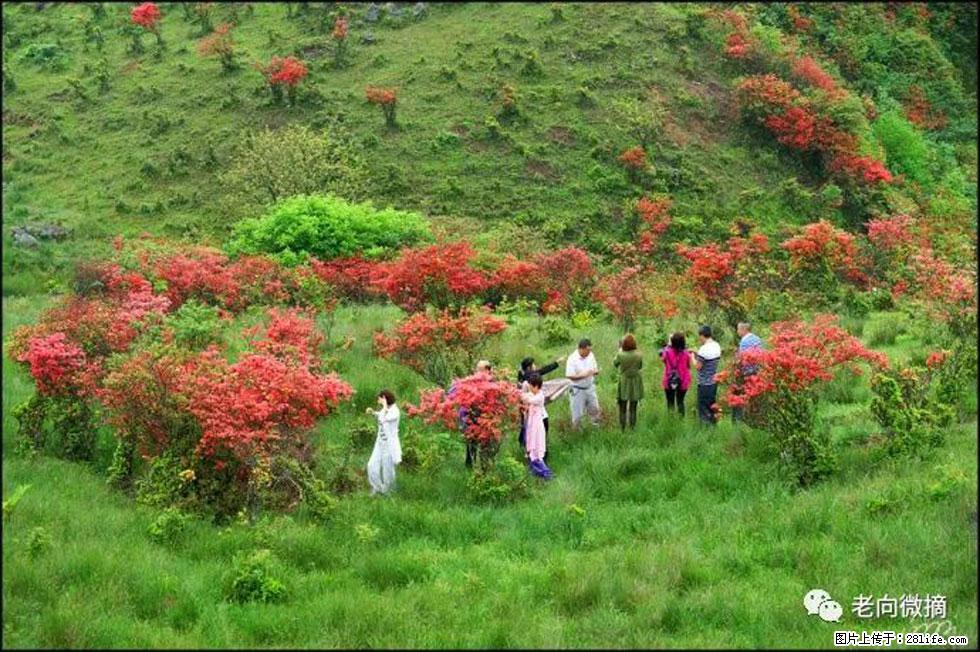 【春天，广西桂林灌阳县向您发出邀请！】宝盖山上映山红 - 游山玩水 - 赣州生活社区 - 赣州28生活网 ganzhou.28life.net