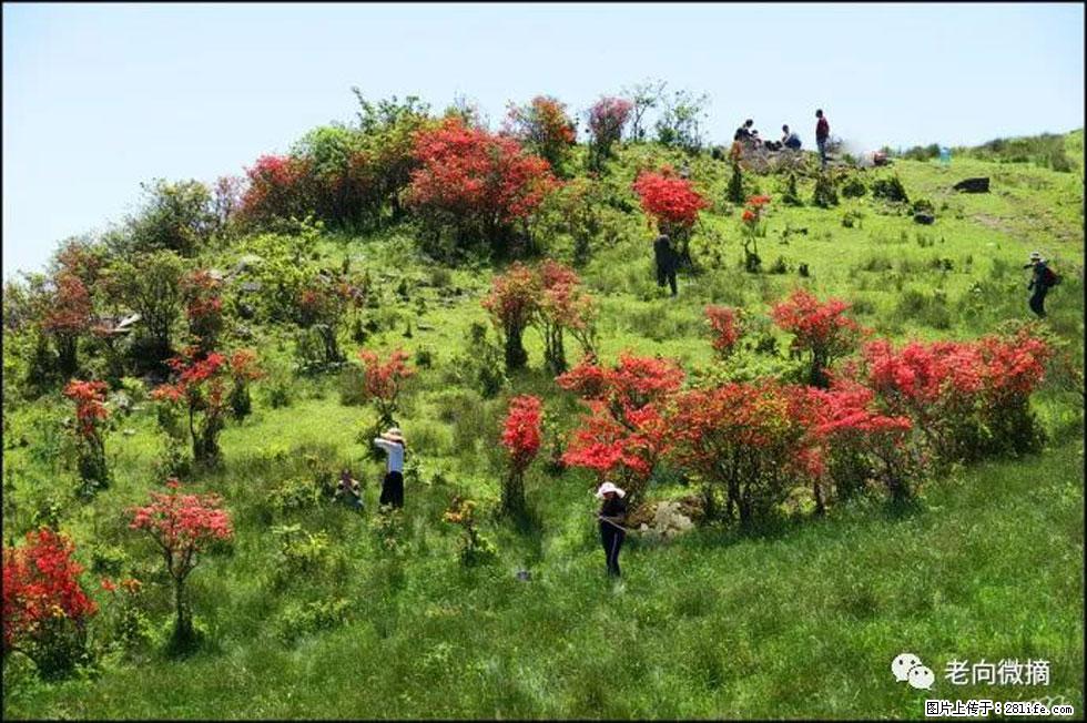 【春天，广西桂林灌阳县向您发出邀请！】宝盖山上映山红 - 游山玩水 - 赣州生活社区 - 赣州28生活网 ganzhou.28life.net