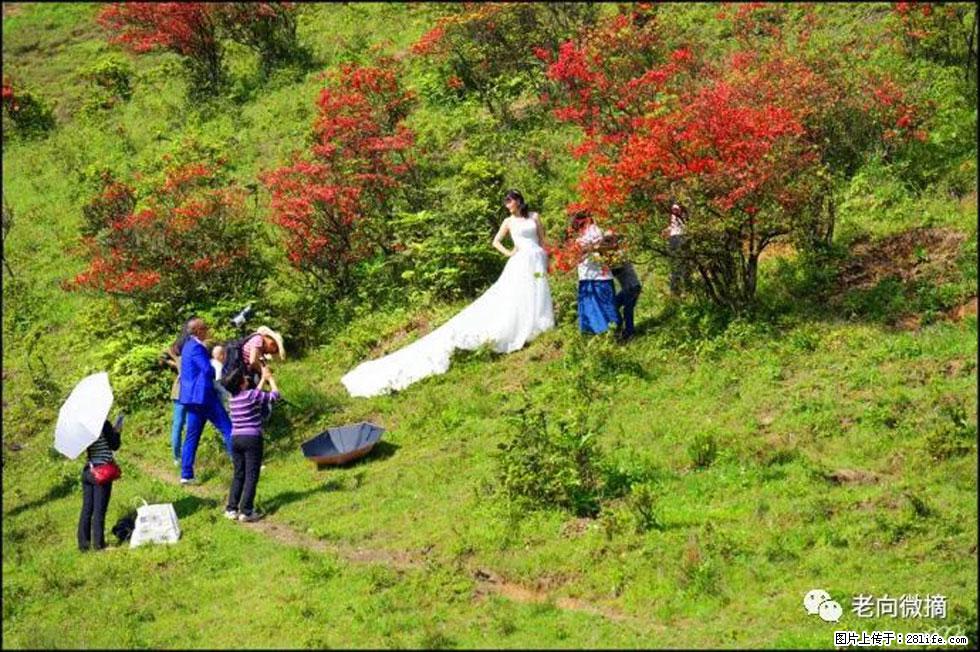 【春天，广西桂林灌阳县向您发出邀请！】宝盖山上映山红 - 游山玩水 - 赣州生活社区 - 赣州28生活网 ganzhou.28life.net