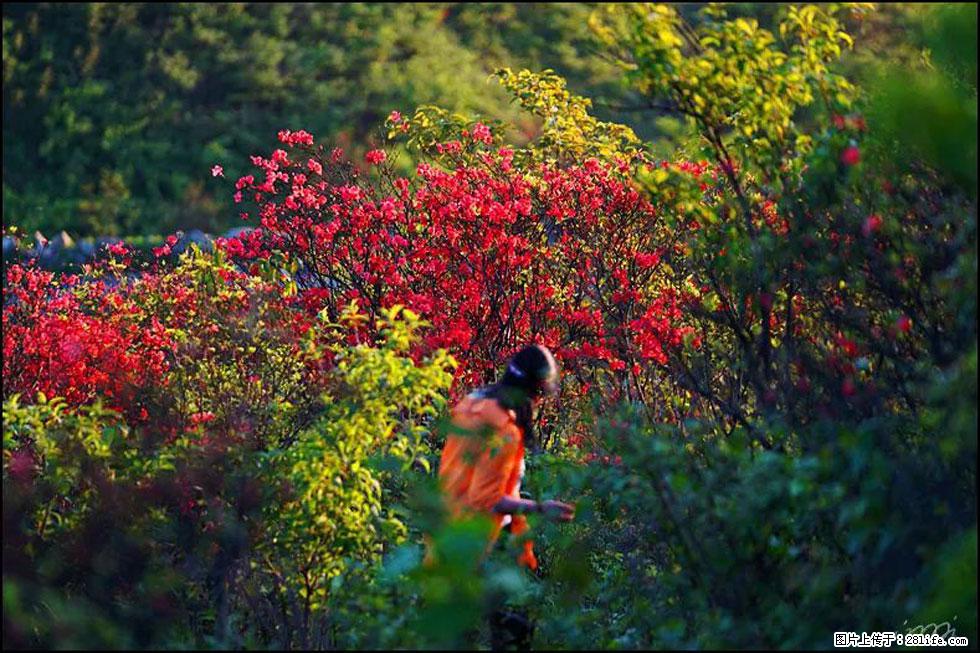【春天，广西桂林灌阳县向您发出邀请！】春木界上映山红 - 游山玩水 - 赣州生活社区 - 赣州28生活网 ganzhou.28life.net