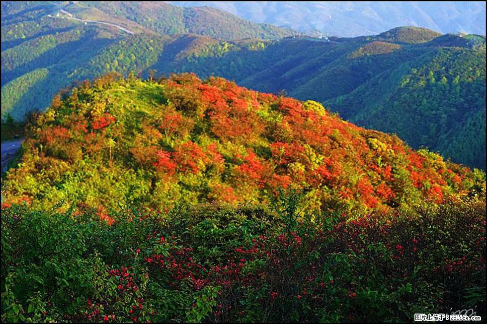 【春天，广西桂林灌阳县向您发出邀请！】春木界上映山红 - 游山玩水 - 赣州生活社区 - 赣州28生活网 ganzhou.28life.net