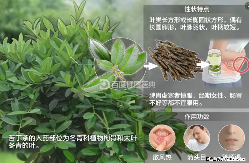 苦丁茶有哪些功效和作用 - 生活百科 - 赣州生活社区 - 赣州28生活网 ganzhou.28life.net
