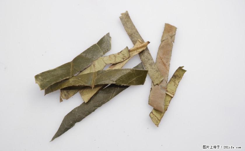 苦丁茶有哪些功效和作用 - 生活百科 - 赣州生活社区 - 赣州28生活网 ganzhou.28life.net