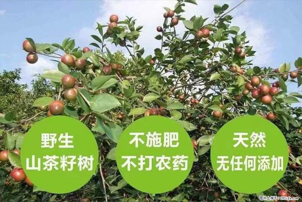 【灌阳县油茶产业示范区】一个有着充实的精神生活的人，对待身外之物自会有一种淡泊的态度 - 美食天地 - 赣州生活社区 - 赣州28生活网 ganzhou.28life.net