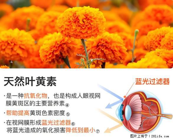叶黄素有什么功效和作用 - 生活百科 - 赣州生活社区 - 赣州28生活网 ganzhou.28life.net