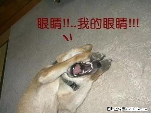 笑癫了！一女的怀孕三年未生，他终于忍不住了... - 娱乐八卦 - 赣州生活社区 - 赣州28生活网 ganzhou.28life.net