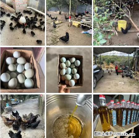 油茶园从小鸡仔开始养起的纯土鸡、土鸡蛋可以预定啦！还有前几天刚榨的纯山茶油哦 - 美食天地 - 赣州生活社区 - 赣州28生活网 ganzhou.28life.net