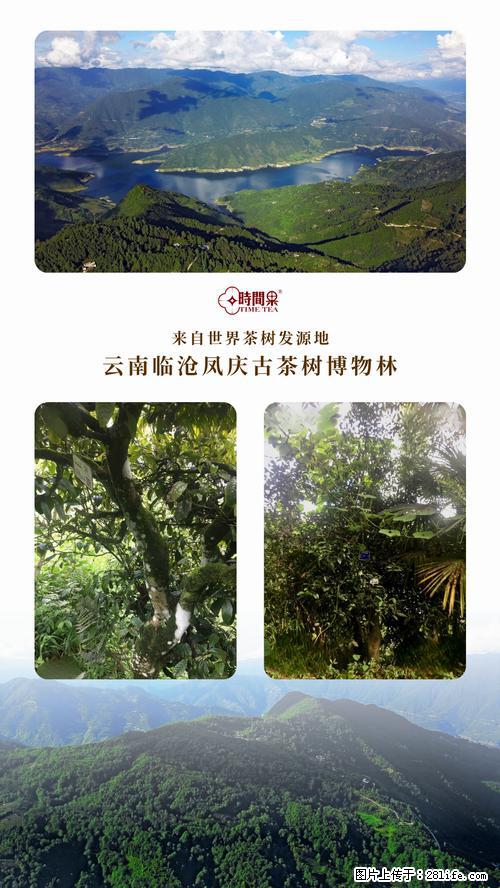 时间果百年古树2025年春红茶 - 购物交流 - 赣州生活社区 - 赣州28生活网 ganzhou.28life.net