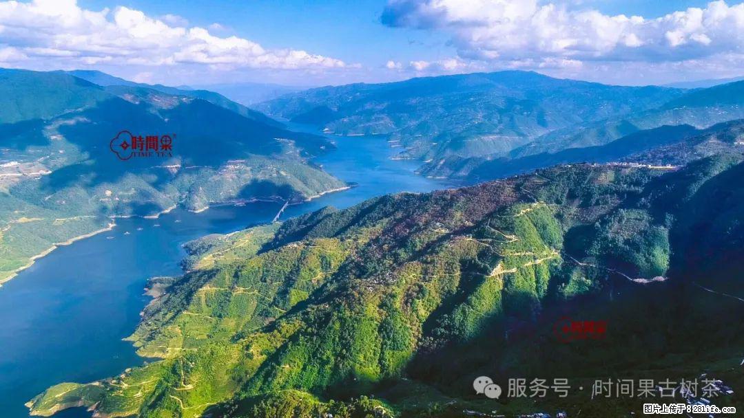 时间果百年古树龙珠普洱生茶 - 购物交流 - 赣州生活社区 - 赣州28生活网 ganzhou.28life.net
