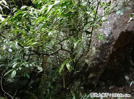 平乐石崖茶，珍贵仅次于金花茶 - 赣州生活资讯 - 赣州28生活网 ganzhou.28life.net