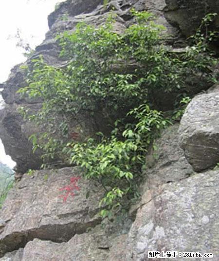 平乐石崖茶，珍贵仅次于金花茶 - 赣州生活资讯 - 赣州28生活网 ganzhou.28life.net