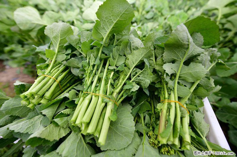 这些蔬菜是“天然钙片”，这6种被医生重点推荐 - 赣州生活资讯 - 赣州28生活网 ganzhou.28life.net